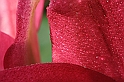 Gocce d_acqua sui petali - (IMG_1974)